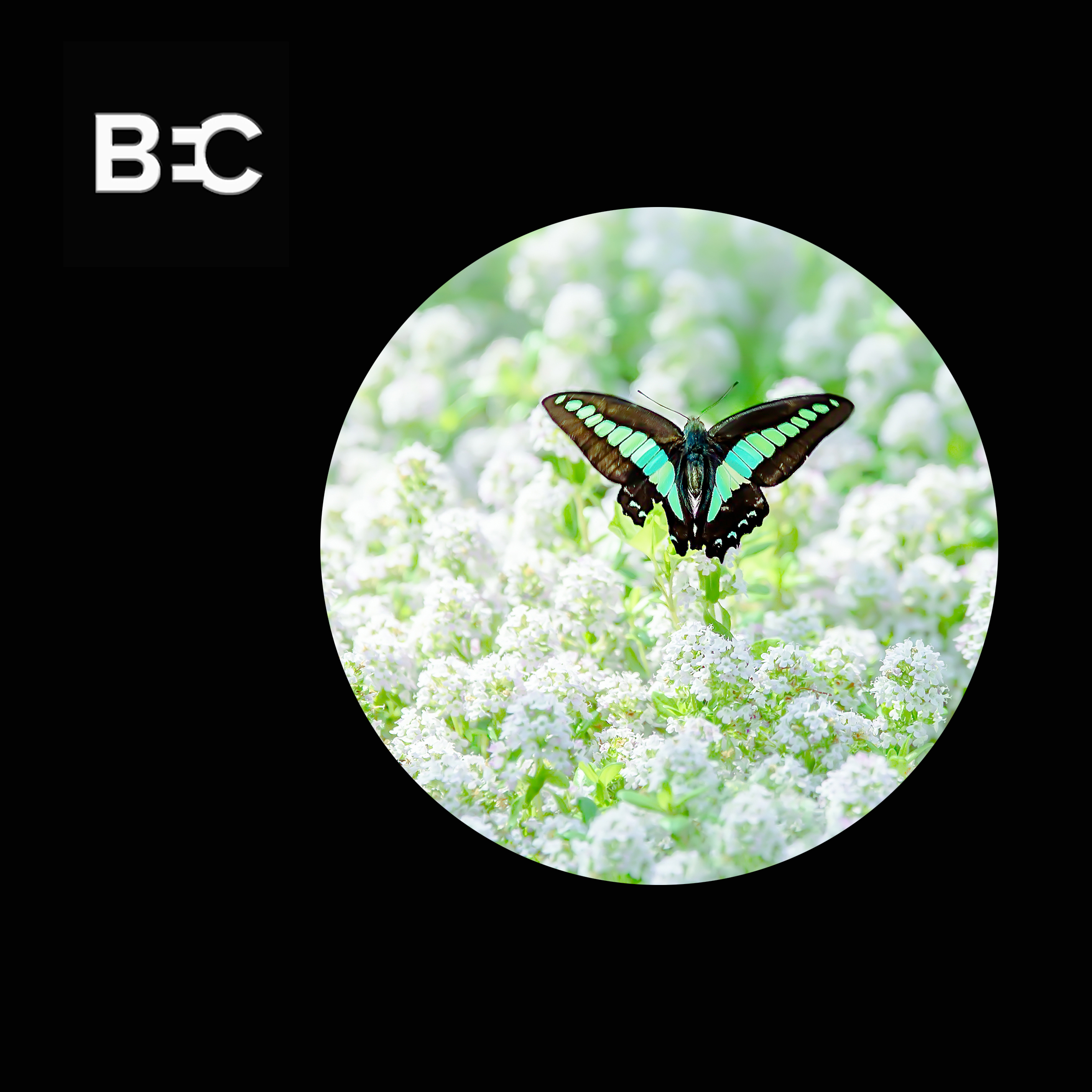 World’s Best Eyesight 5 Ways Animals Outrank Us Belmont Eye Center