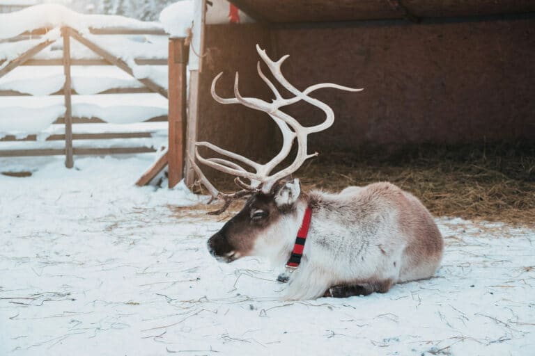 reindeer in a small corral