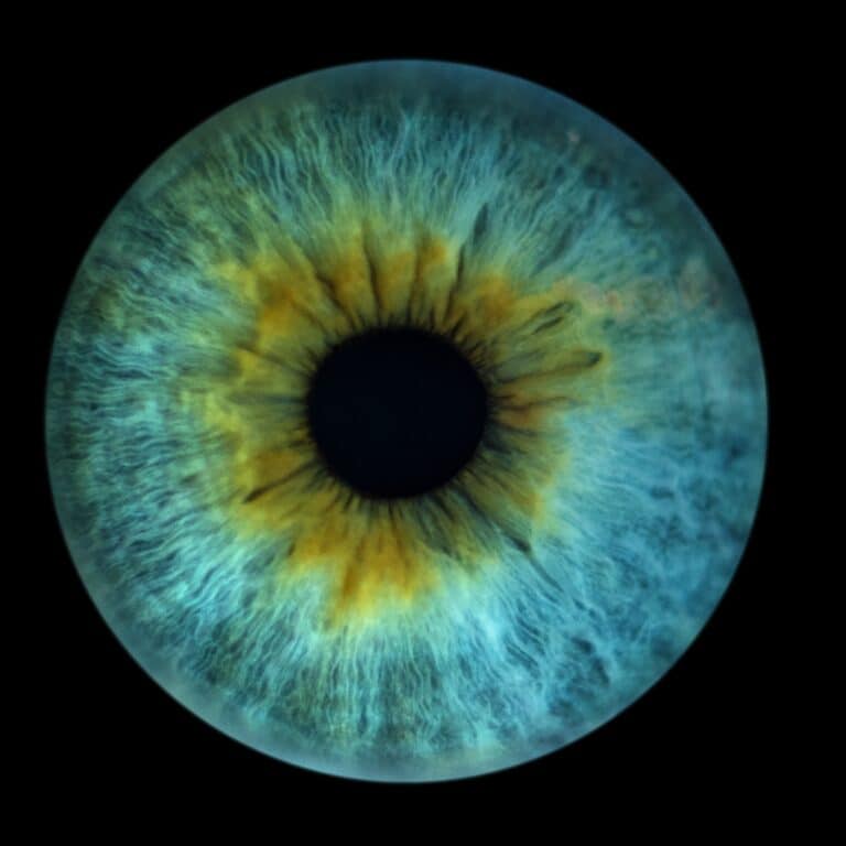 human eye