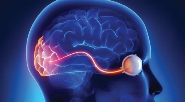 Diagram of how the eye and brain work together