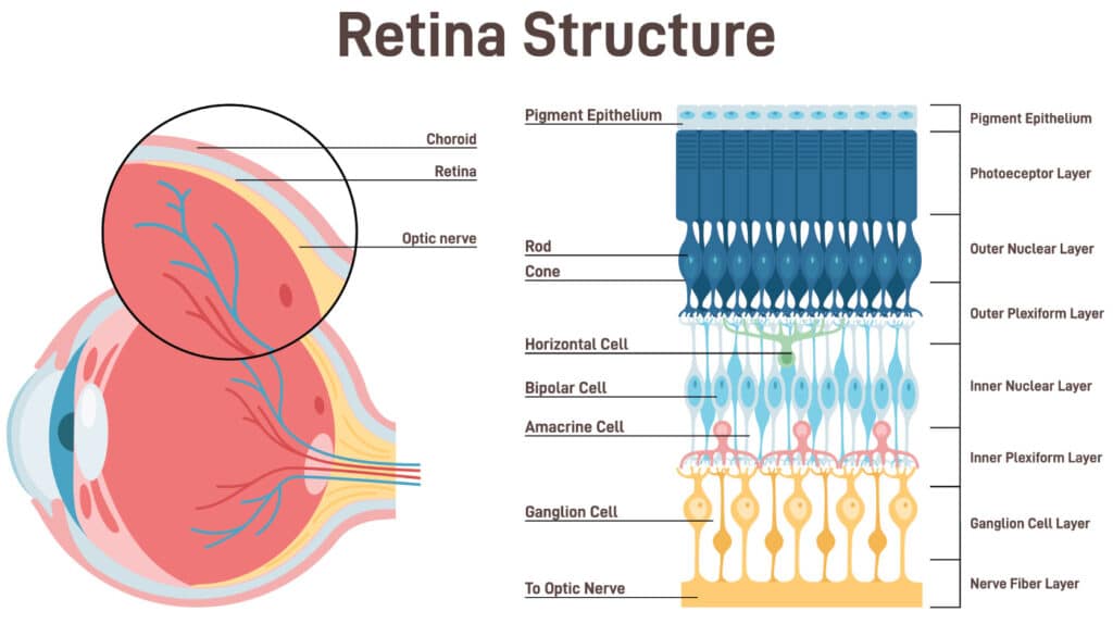 Chart showing the structure of the retina